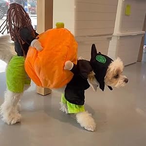 Dog Costume Pumpkin Design Velvet Secure Fit
