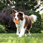 Dog Fetch Toy Dual Mode Indoor & Outdoor