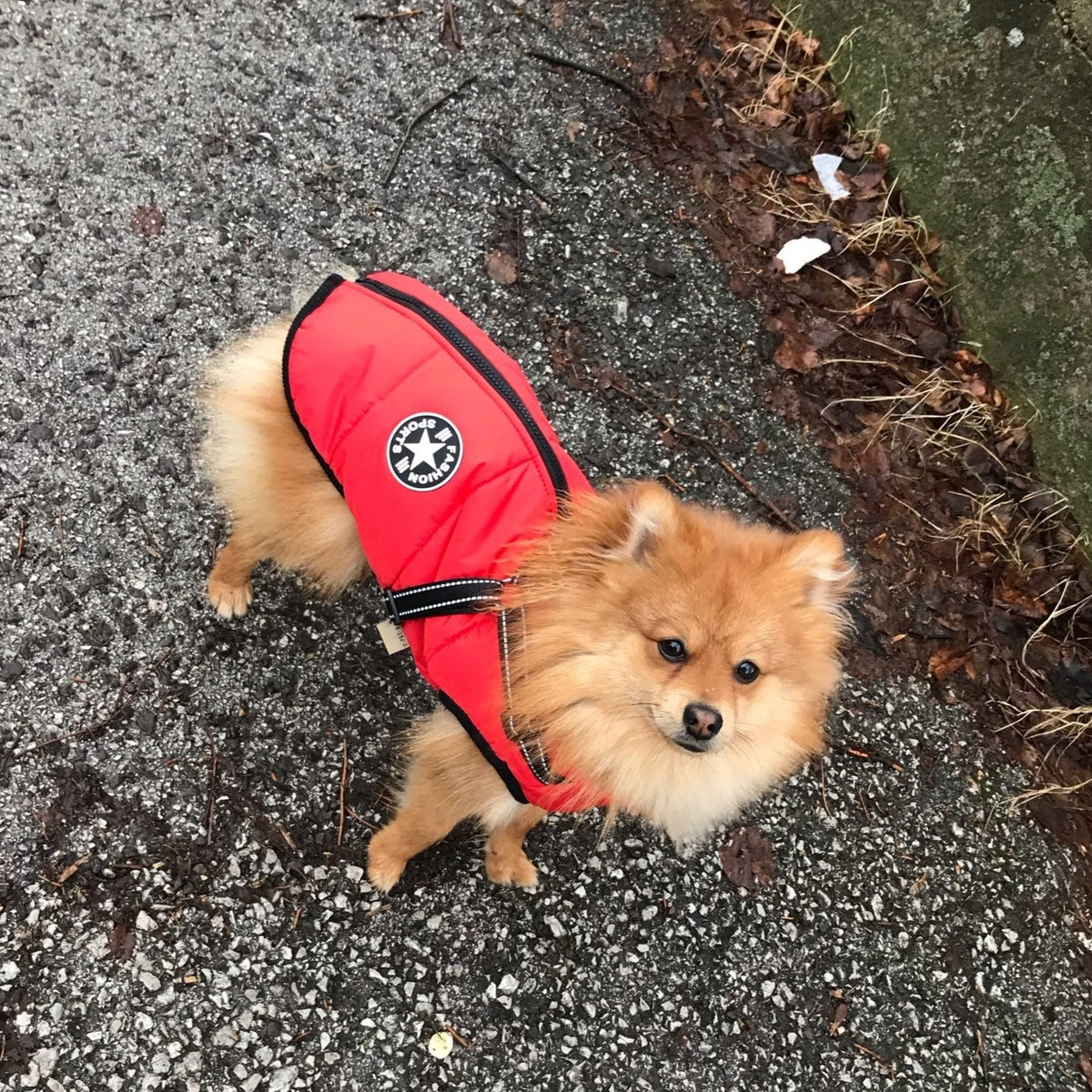 Dog Jacket Integrated Harness Windproof Water-Resistant & Reflective Details