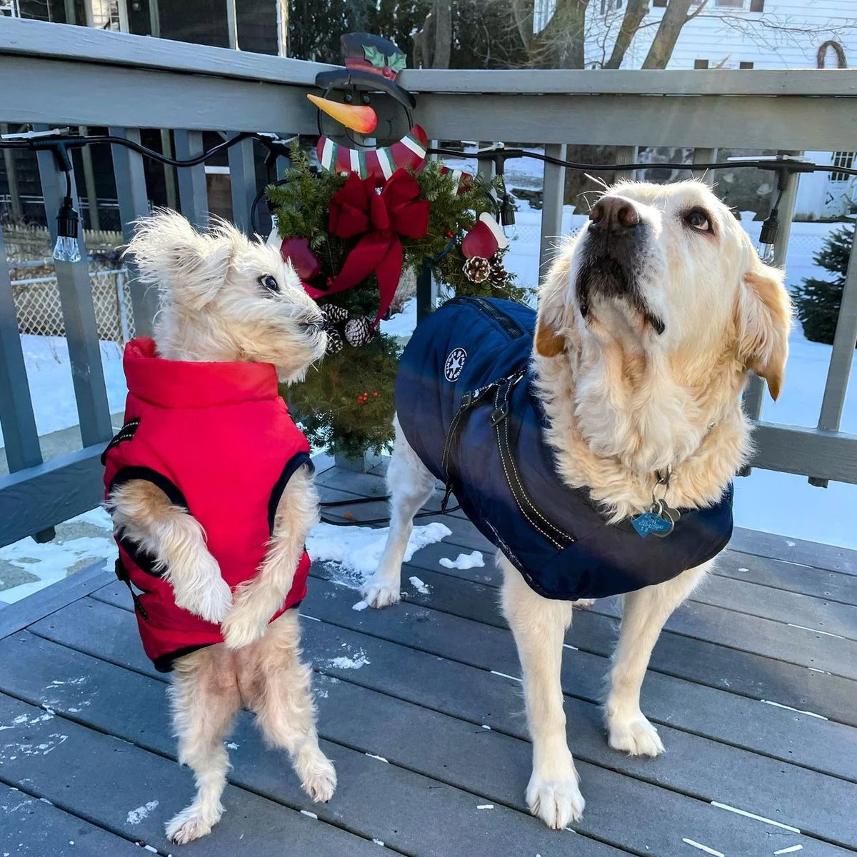 Dog Jacket Integrated Harness Windproof Water-Resistant & Reflective Details