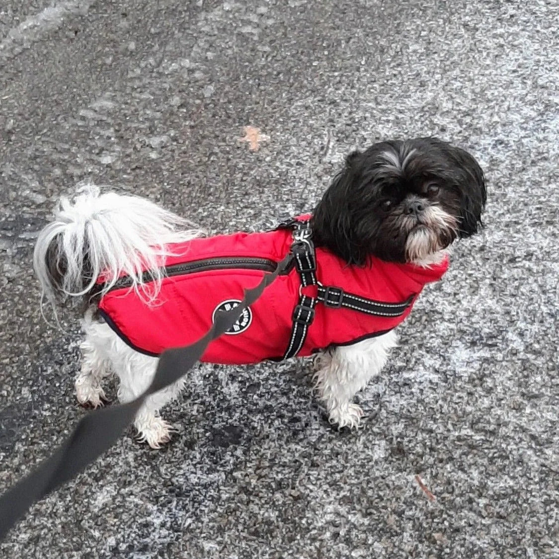 Dog Jacket Integrated Harness Windproof Water-Resistant & Reflective Details