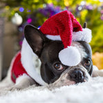 Dog Santa Hat Plush Adjustable Strap