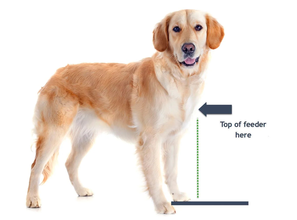 Elevated Dog Feeder Weather-Resistant Double Stainless Steel Bowls