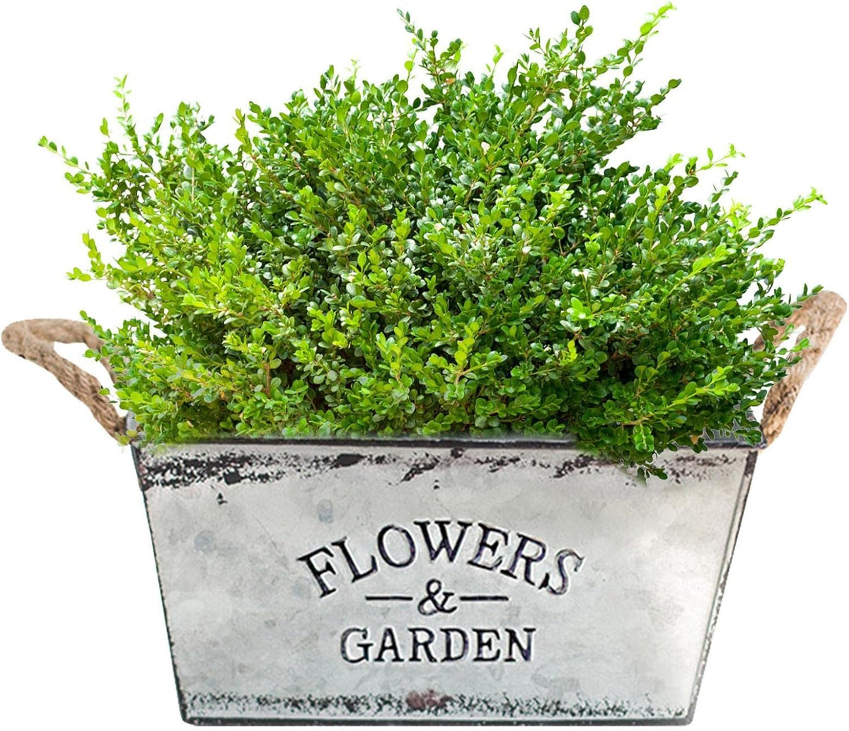 Garden Planter Metal Hemp Rope Handles