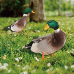 Garden Stake Duck Double-Sided Weather-Resistant