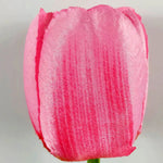 Garden Stake Light Solar LED Tulip 300 Lumens