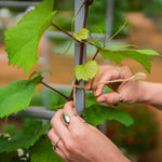 Garden Twine Jute Biodegradable 2-Pack