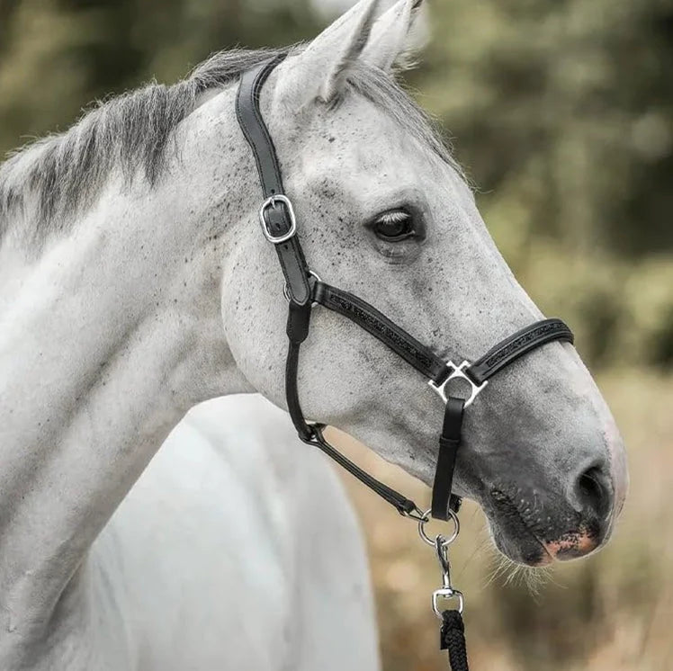 Horse Advent Calendar 24 Daily Surprises Grooming Accessories