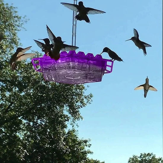 Hummingbird Feeder Ant-Proof & Bee-Resistant 12 Oz