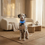 LED Dog Collar USB Rechargeable Three Light Modes Water-Resistant