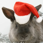 Pet Christmas Hat Red & White One Size