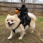 Pet Costume Headless Horseman Light-Up Pumpkin Head