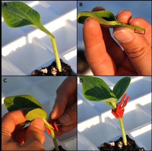 Plant Grafting Clips Easy-Attach Vegetable Support