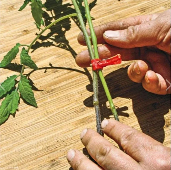 Plant Grafting Clips Easy-Attach Vegetable Support