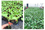 Plant Grafting Clips Easy-Attach Vegetable Support