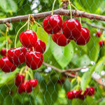 Plant Netting UV-Resistant Pest & Animal Deterrent
