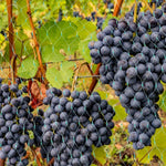 Plant Netting UV-Resistant Pest & Animal Deterrent