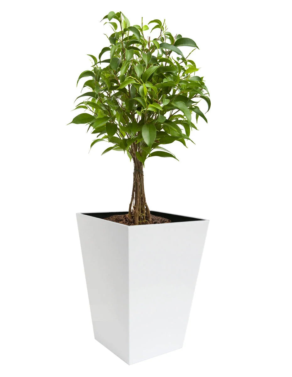 Planter Stainless Steel Tapered Square 20-Inch Tall with Drainage Plugs