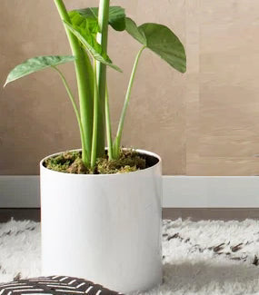 Planter Stainless Steel Waterproof Indoor & Outdoor Use