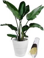 Planting Scoop Stainless Steel Ergonomic & Non-Slip Handle