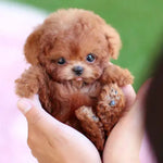 Plush Dog Toy Soft Interactive Moving Design