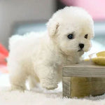 Plush Puppy Toy Touch-Responsive Movement & Sounds