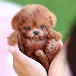Robotic Puppy Toy Plush Walking & Barking