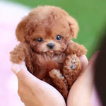 Robotic Puppy Toy Walking Barking & Sitting Plush Companion