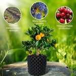 Root Control Device Guides Root Growth Reduces Root Rot