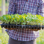 Seedling Propagation Tray Rectangular Built In Water Reservoir