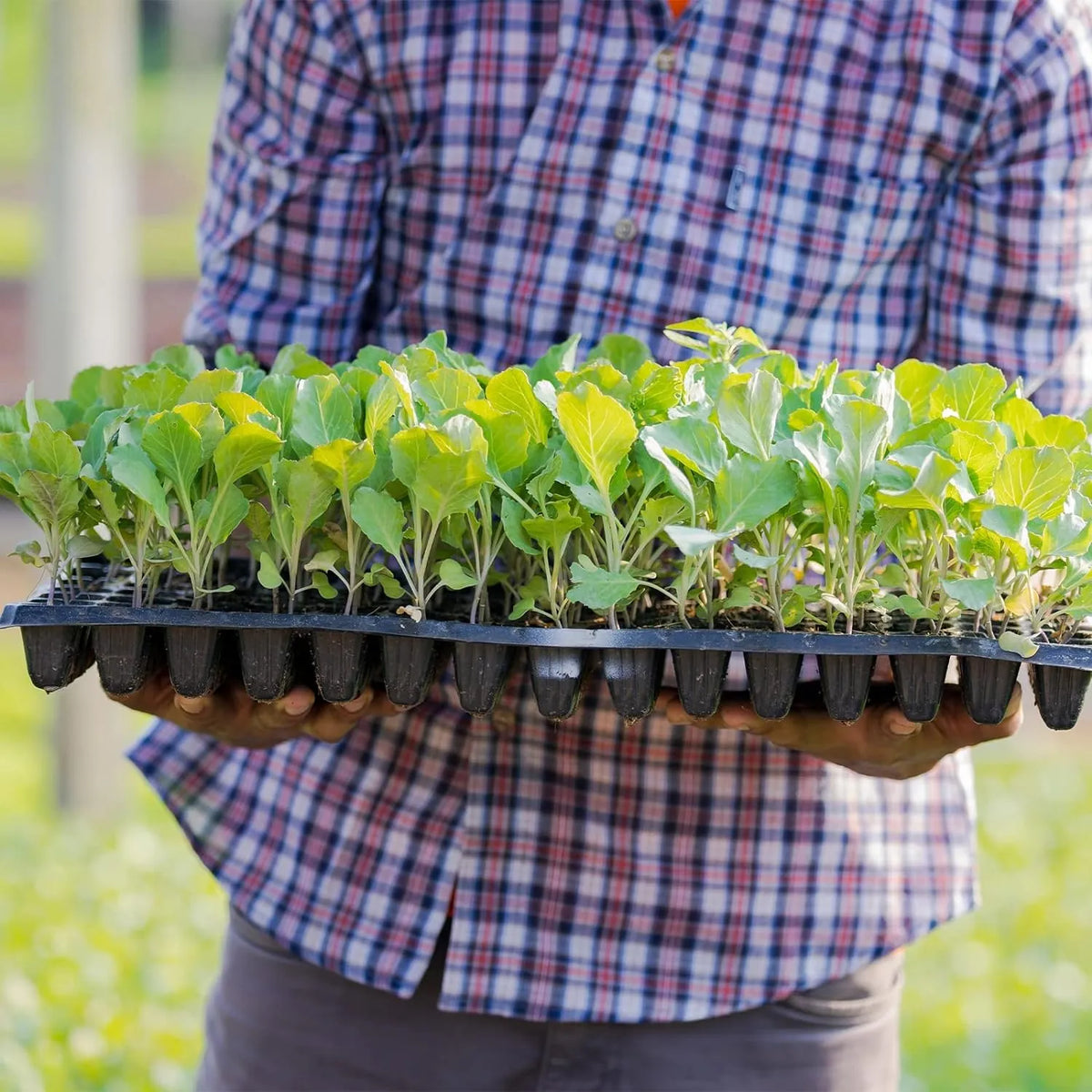 Seedling Propagation Tray Rectangular Built In Water Reservoir