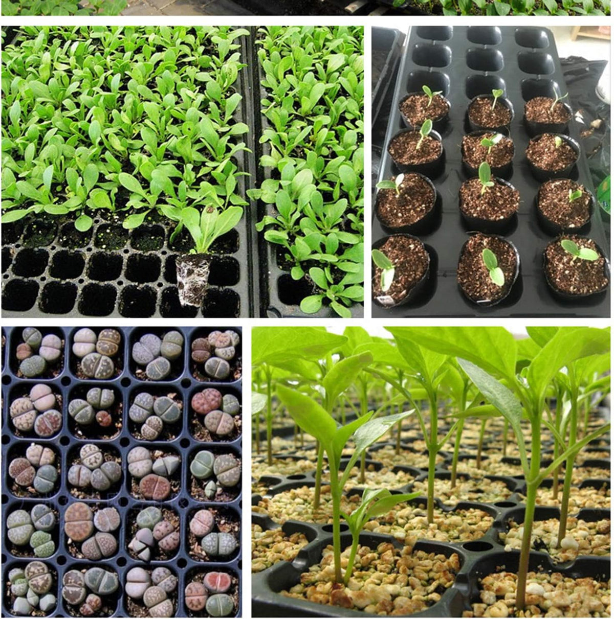 Seedling Propagation Tray Rectangular Built In Water Reservoir