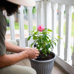 Self-Watering Globe Slow-Release 500ml Ceramic & Plastic