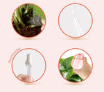 Self-Watering Plant Globe Tulip-Shaped Glass Slow-Release