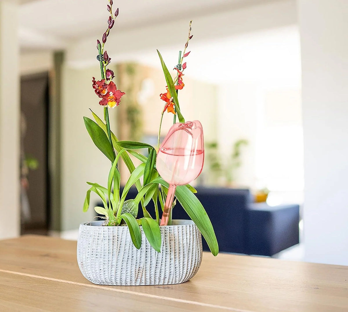 Self-Watering Plant Globe Tulip-Shaped Glass Slow-Release