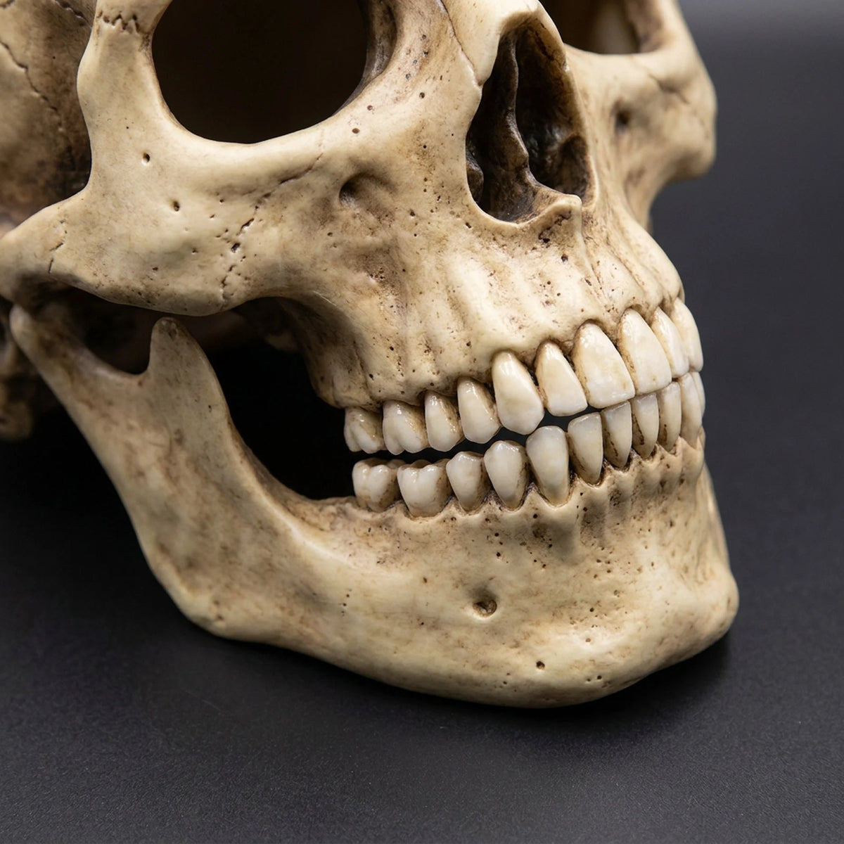 Skull Mask Full-Head Latex Movable Jaw Anatomical Design