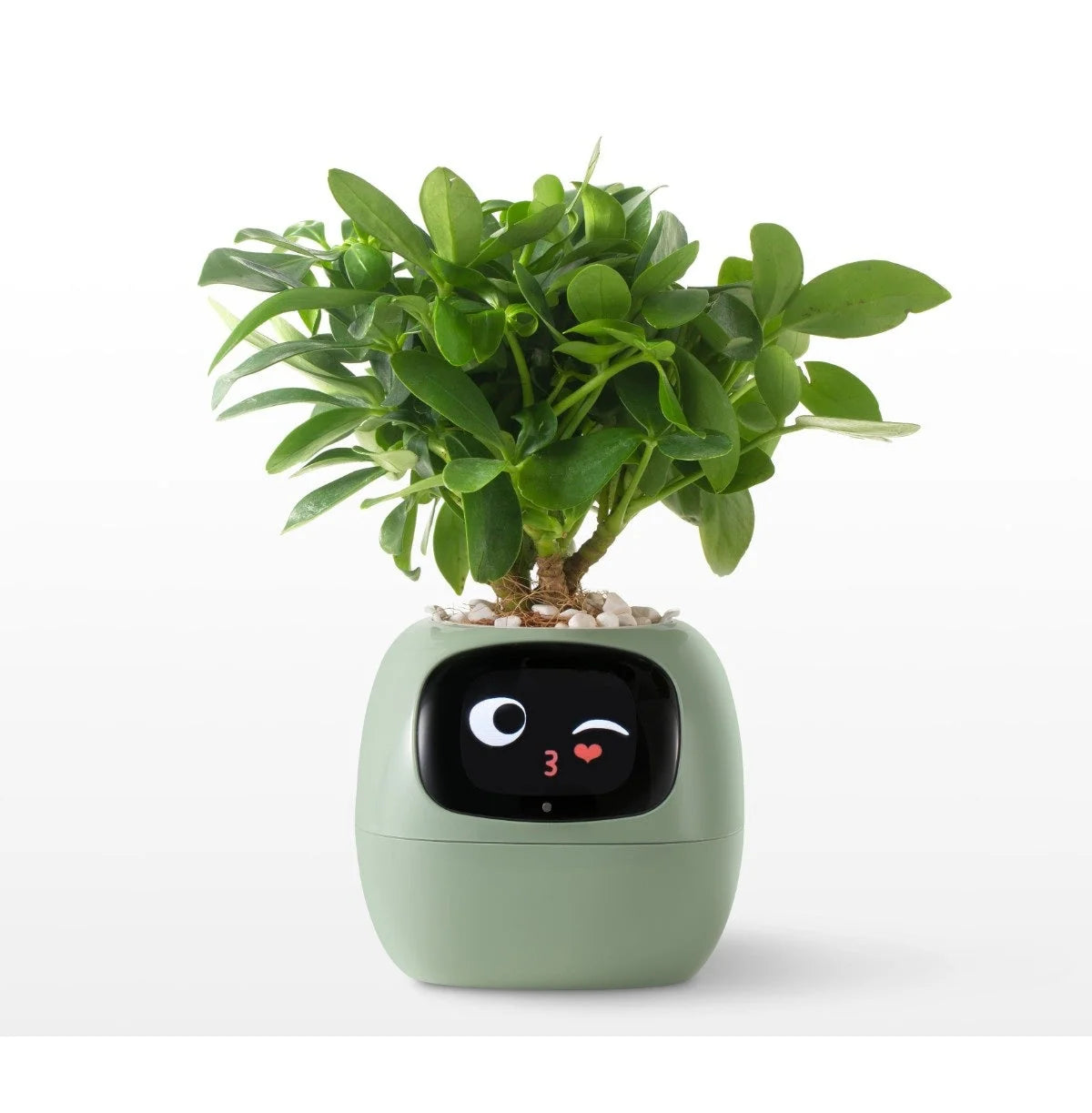 Smart Planter App-Connected Compact Desk Size