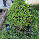 Solar Garden Lantern Filament LED 14 Hour Runtime