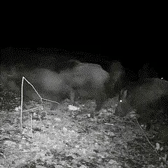 Trail Camera 16MP Infrared Night Vision