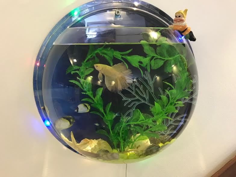 Wall-Mounted Fish Tank Acrylic Space-Saving Wide Hanging Hole