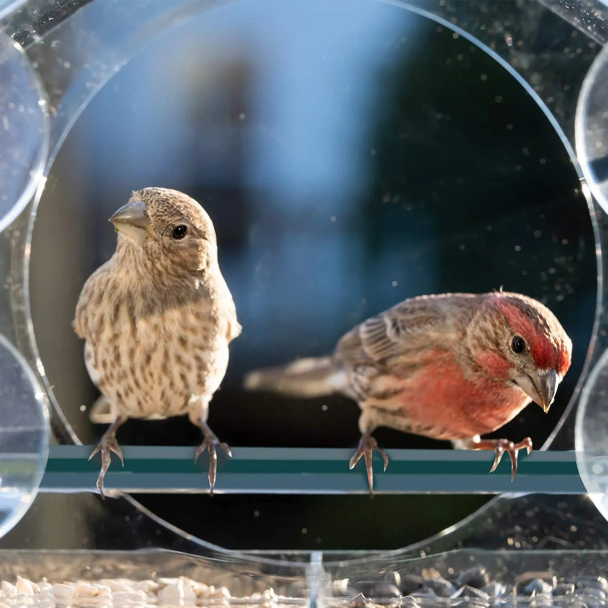 Window Bird Feeder Clear Acrylic Suction Cup Mount