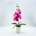 Ewige Blütenpracht – Pflegeleichte Orchideen für jeden Raum