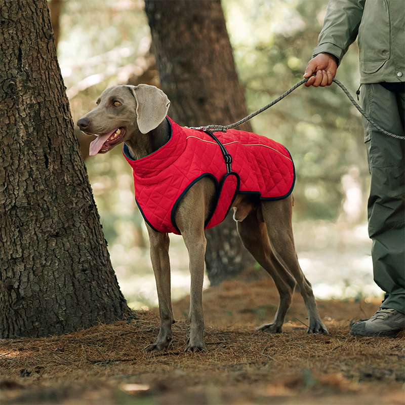 Hunde-Wintermantel – Für warme und sichere Spaziergänge