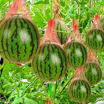 FruchtSicher Netz 100er-Pack | Robustes Supportnetz | 30 cm | Ideal für Melonen & Kürbisse