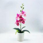 Ewige Blütenpracht – Pflegeleichte Orchideen für jeden Raum