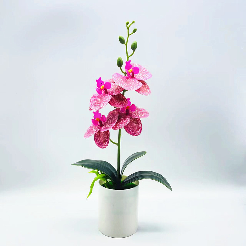 Ewige Blütenpracht – Pflegeleichte Orchideen für jeden Raum