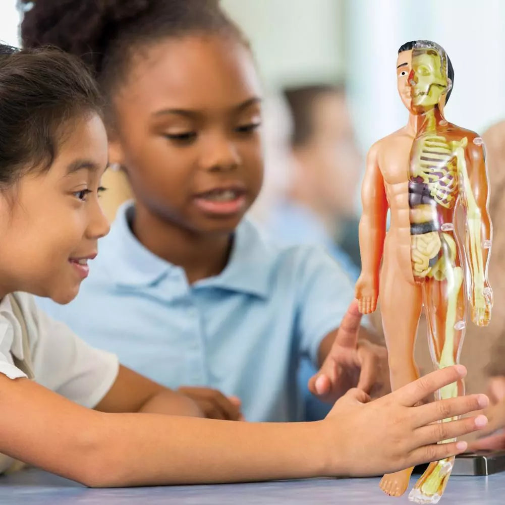 Anatomy Learning Model for Children