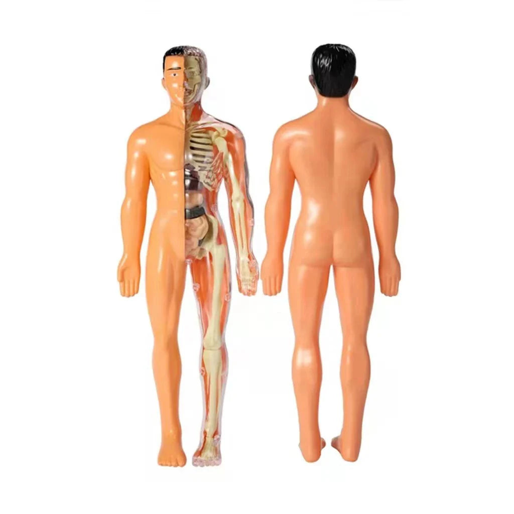 Anatomy Learning Model for Children
