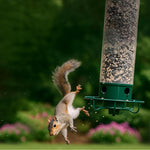Secure Bird Feeder – Perfect for Your Garden