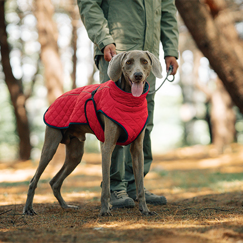 Hunde-Wintermantel – Für warme und sichere Spaziergänge